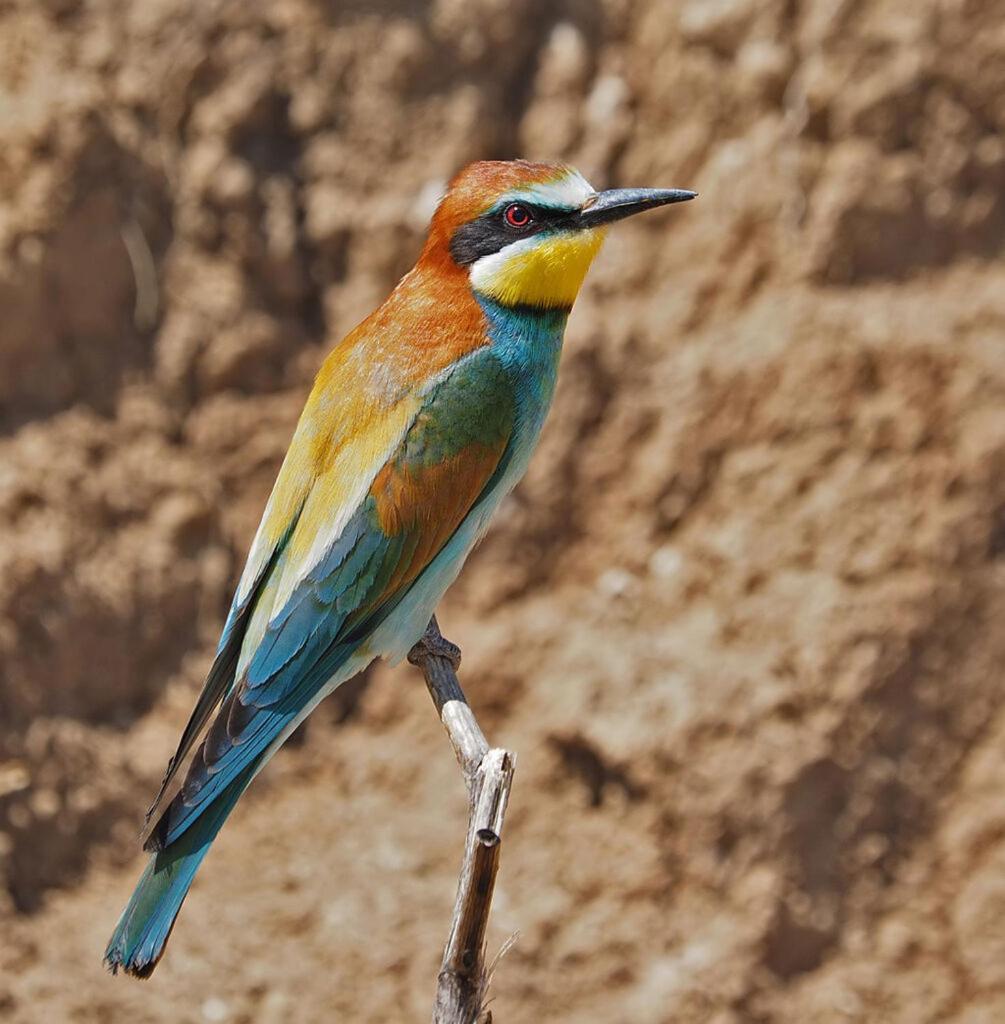 Bosch Luys Kloof Nature Reserve Ледисмит Экстерьер фото