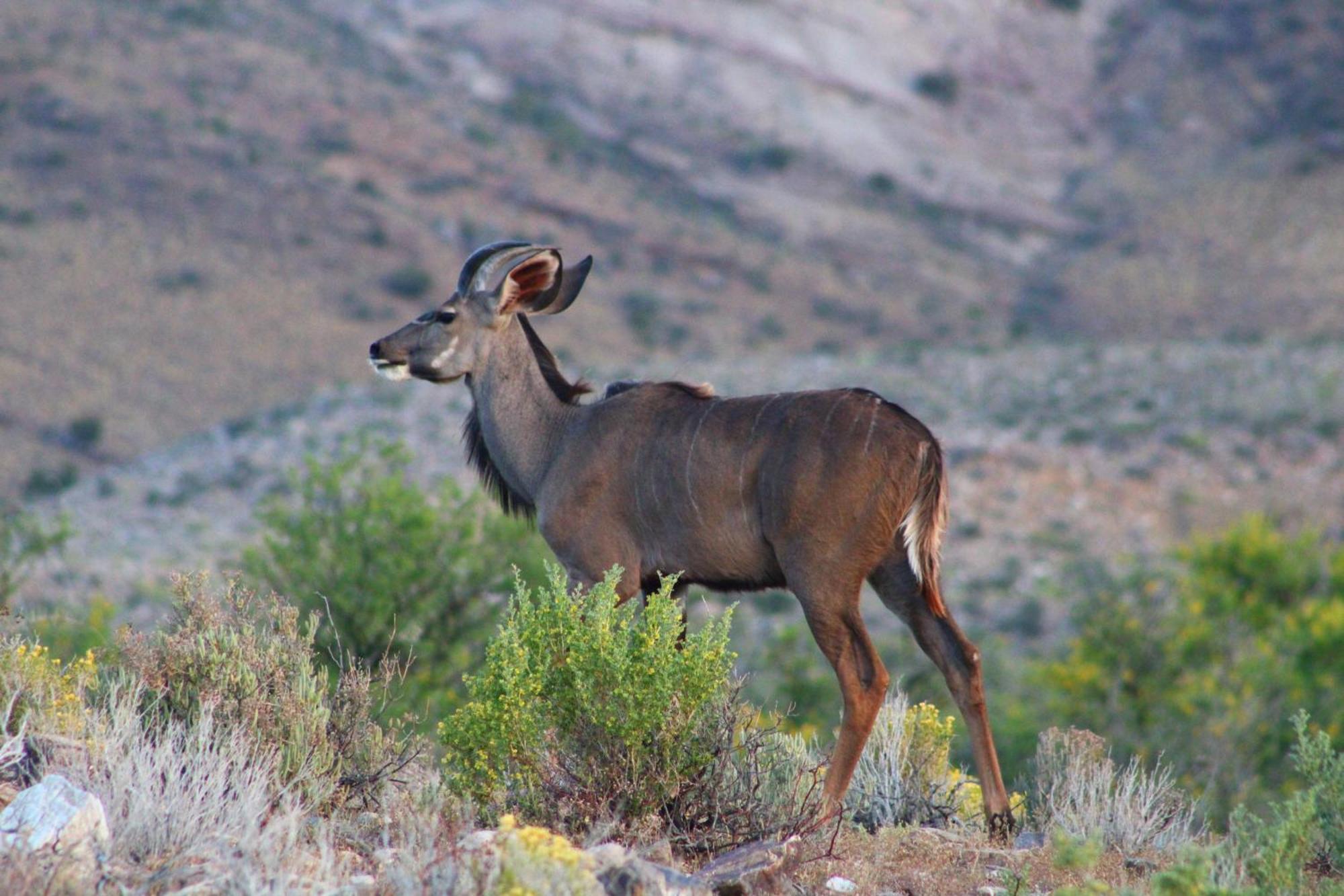 Bosch Luys Kloof Nature Reserve Ледисмит Экстерьер фото